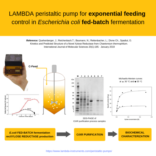 LAMBDA Fütterungspumpe im Fedbatch für die anschliessende Proteinaufreinigung und Charakterisierung
